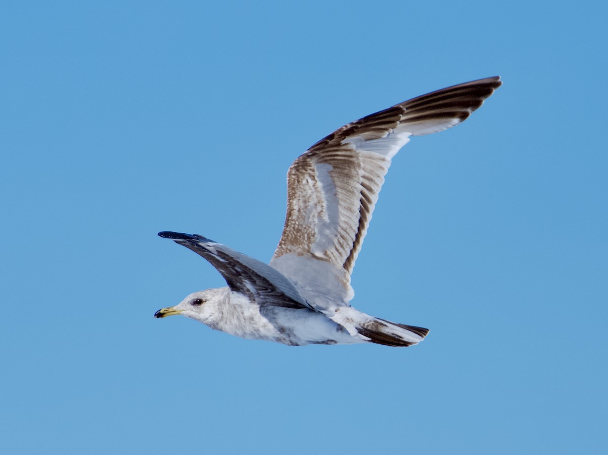 California Gull - ML620706395