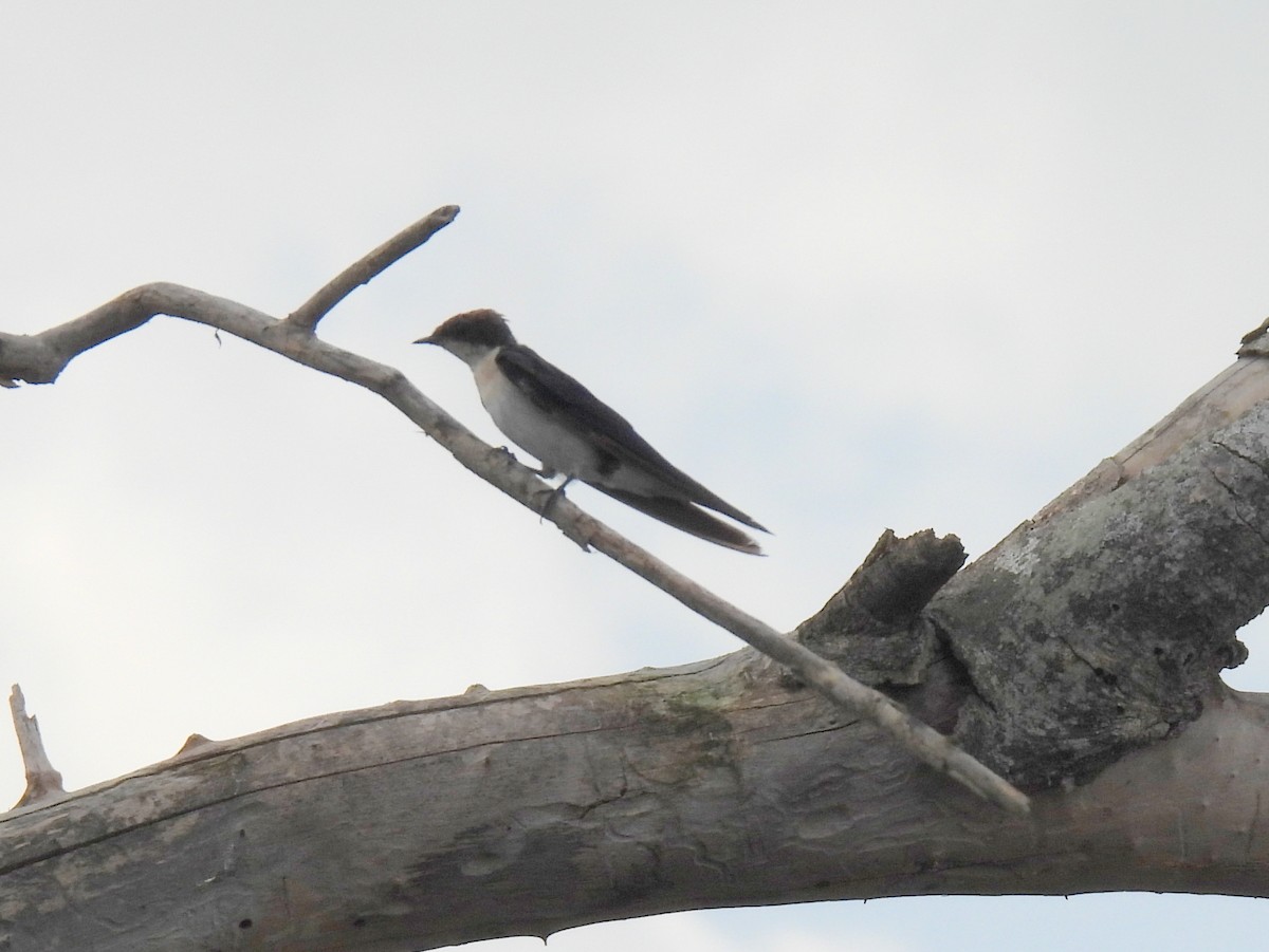 Wire-tailed Swallow - ML620706397