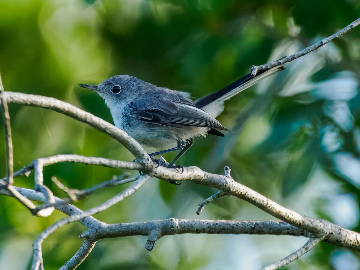 Blue-gray Gnatcatcher - ML620706398