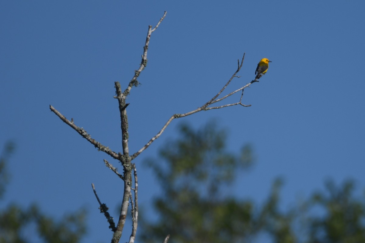 Prothonotary Warbler - ML620706399