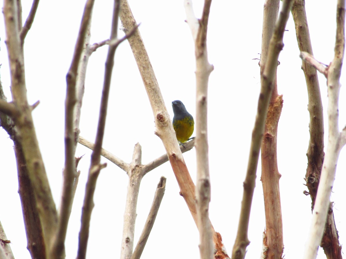 Plumbeous Euphonia - ML620706400