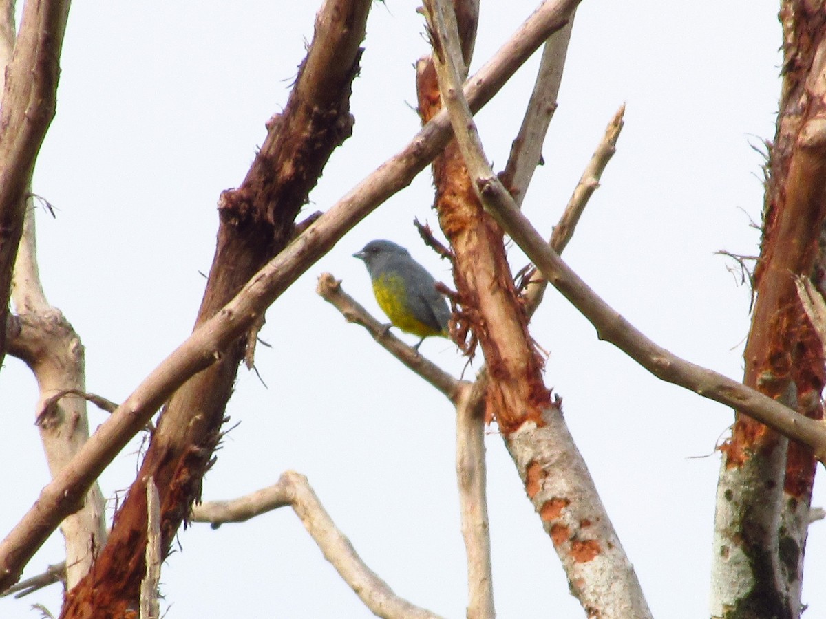 Plumbeous Euphonia - ML620706401