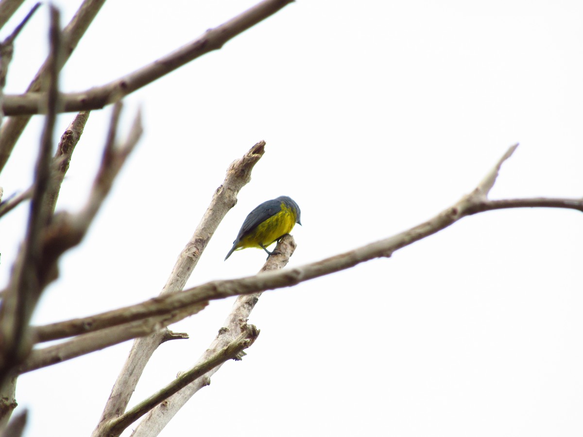 Plumbeous Euphonia - Ángel Dolón