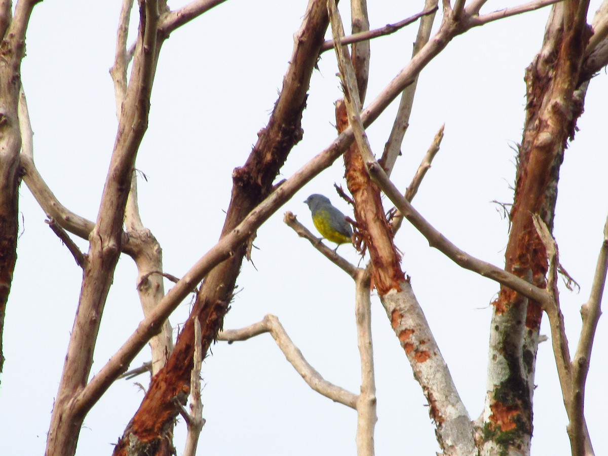 Plumbeous Euphonia - ML620706403