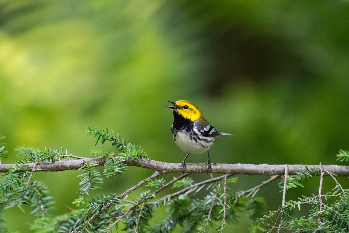 Black-throated Green Warbler - ML620706404