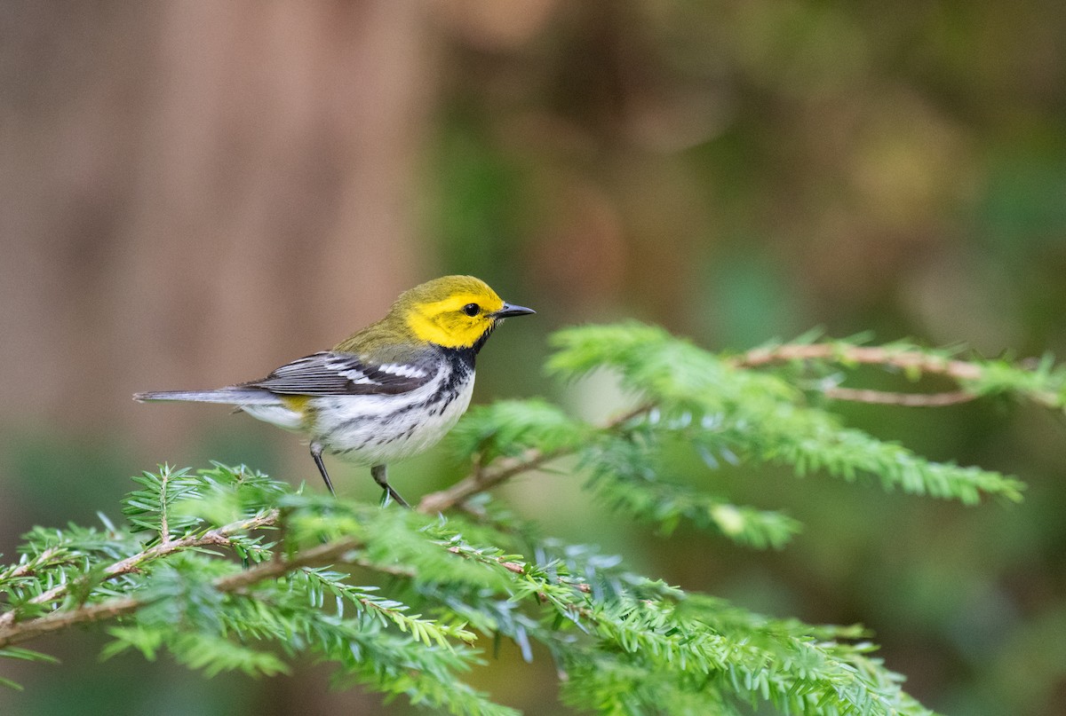 Black-throated Green Warbler - ML620706408