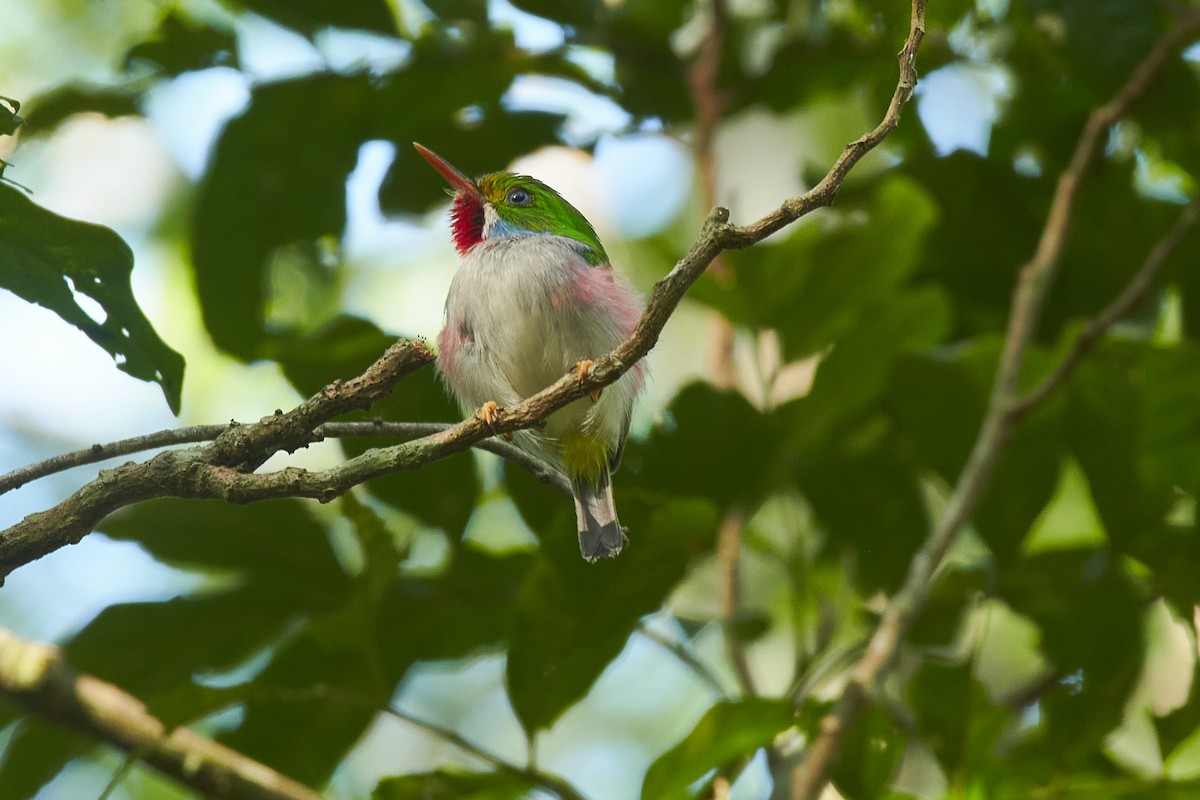 Cuban Tody - ML620706412