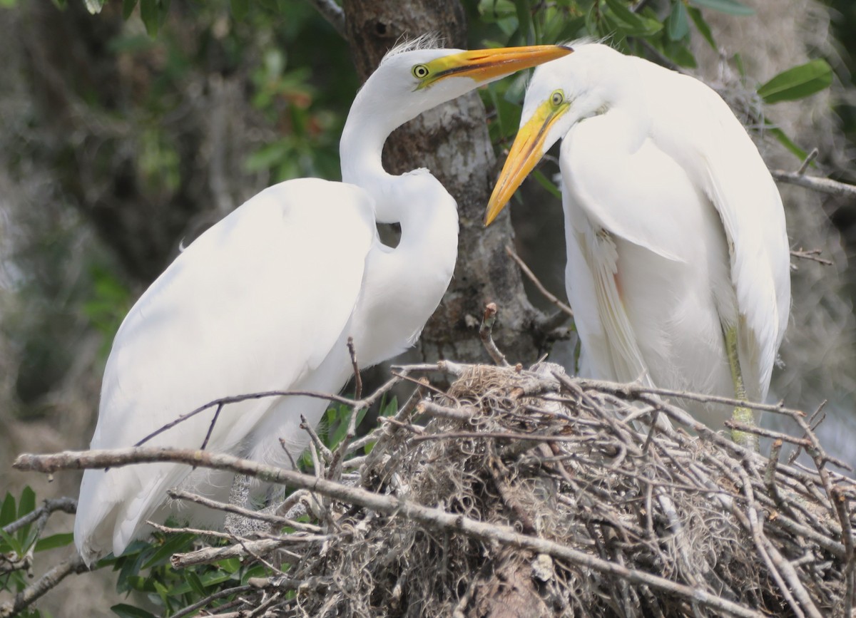 Great Egret - ML620706416