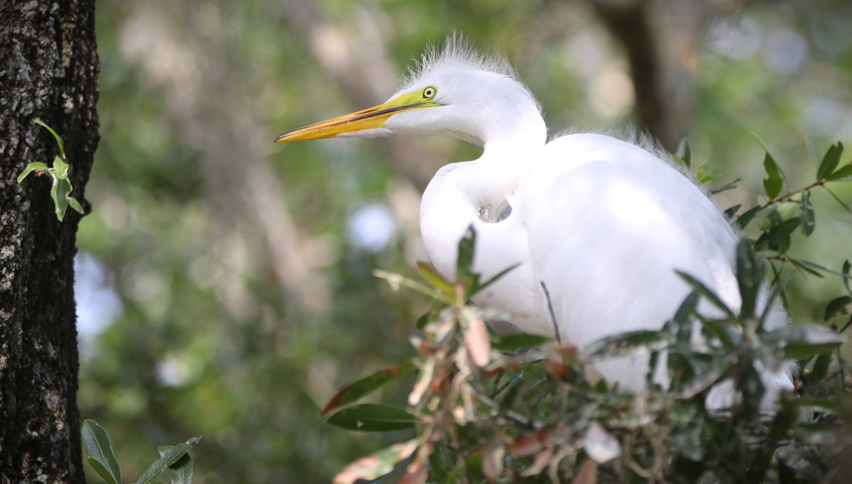 Great Egret - ML620706417