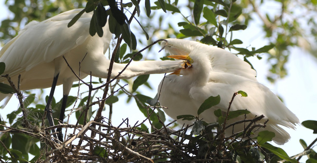 Great Egret - ML620706418