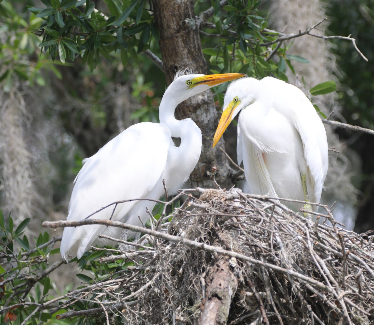 Great Egret - ML620706419