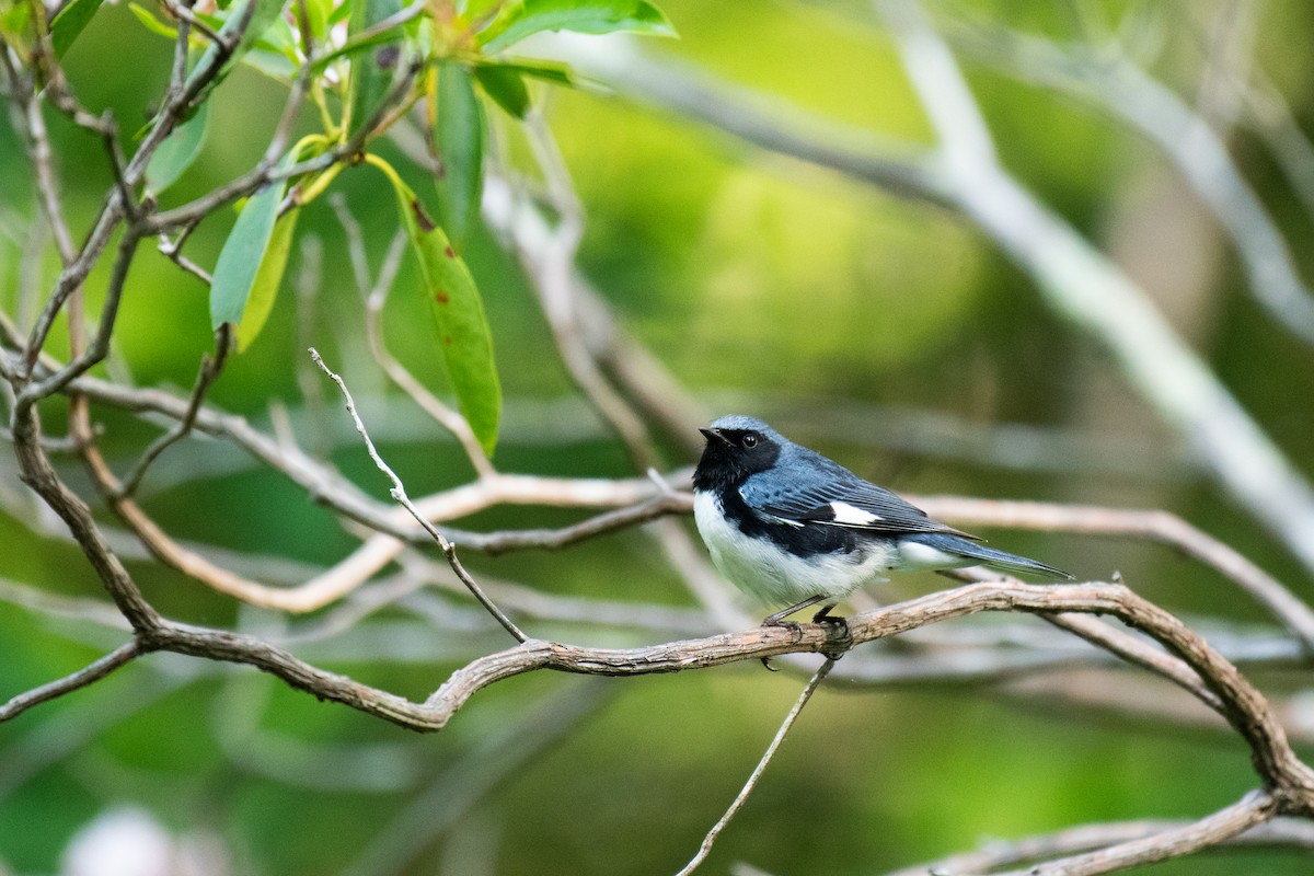 Paruline bleue - ML620706420