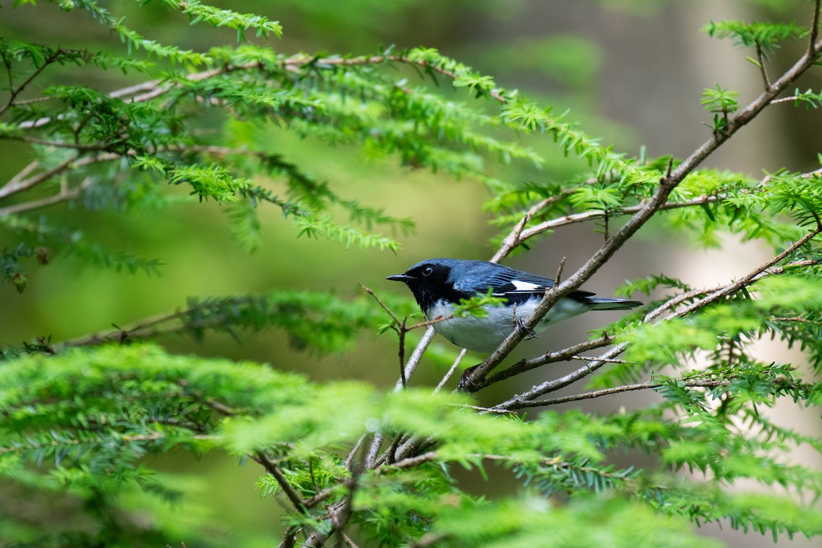 Black-throated Blue Warbler - ML620706421