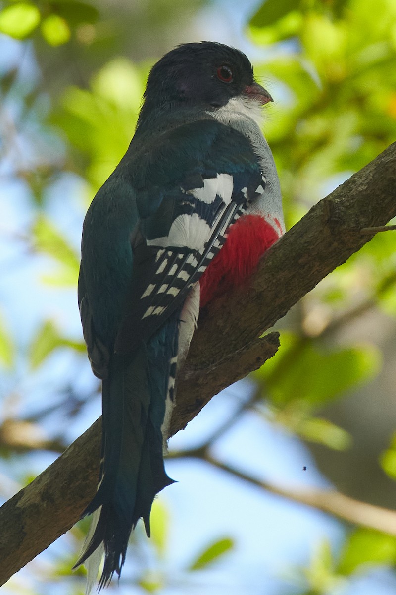 Cuban Trogon - ML620706424