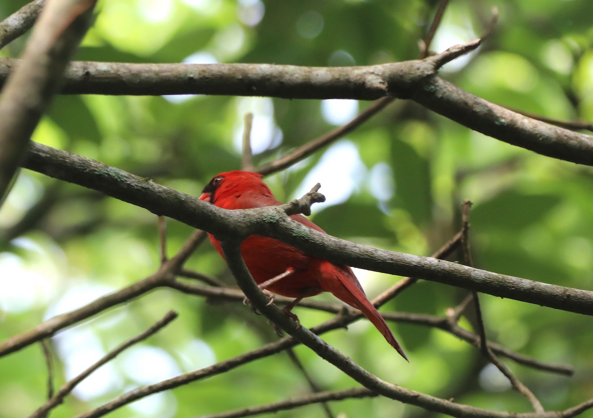 Cardinal rouge - ML620706425