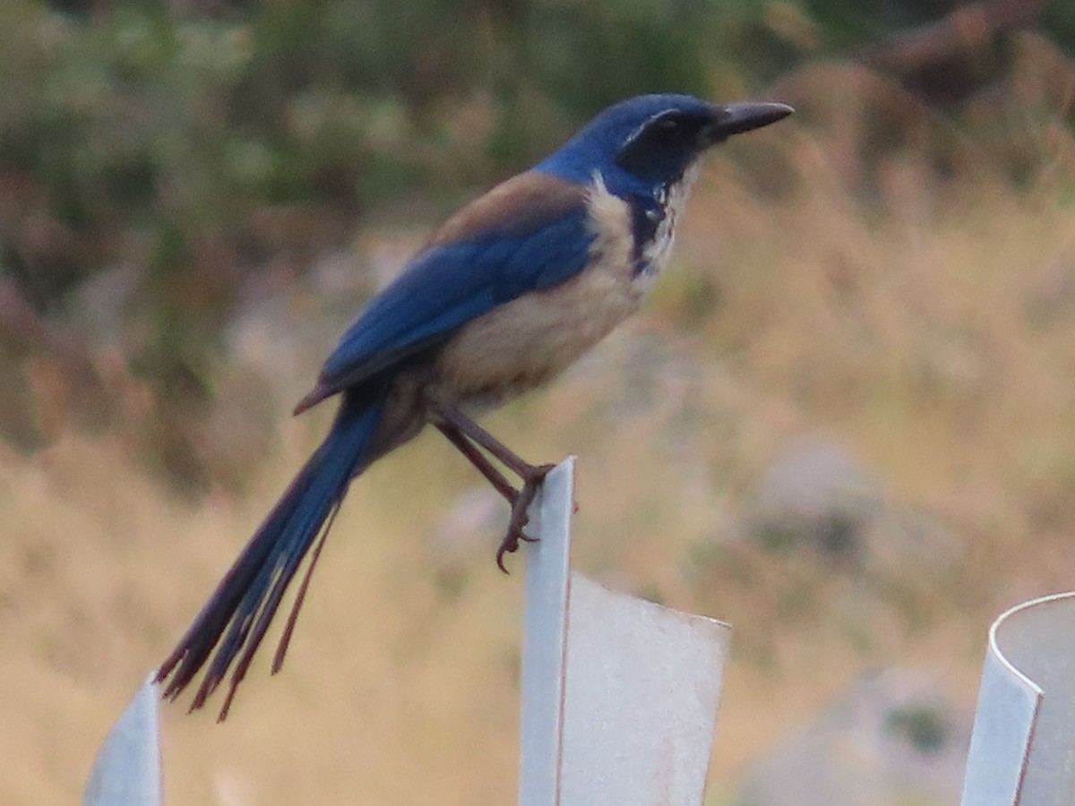 Island Scrub-Jay - ML620706428