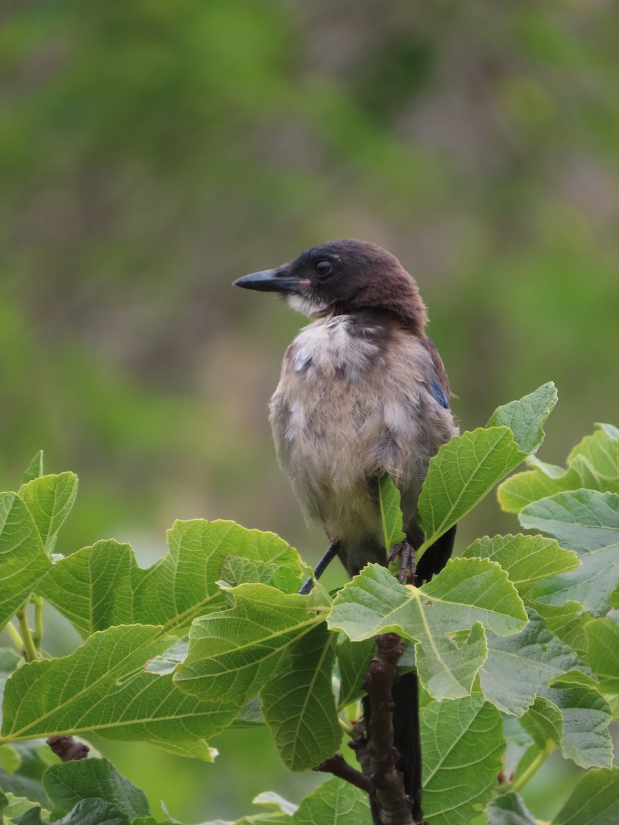 Island Scrub-Jay - ML620706429