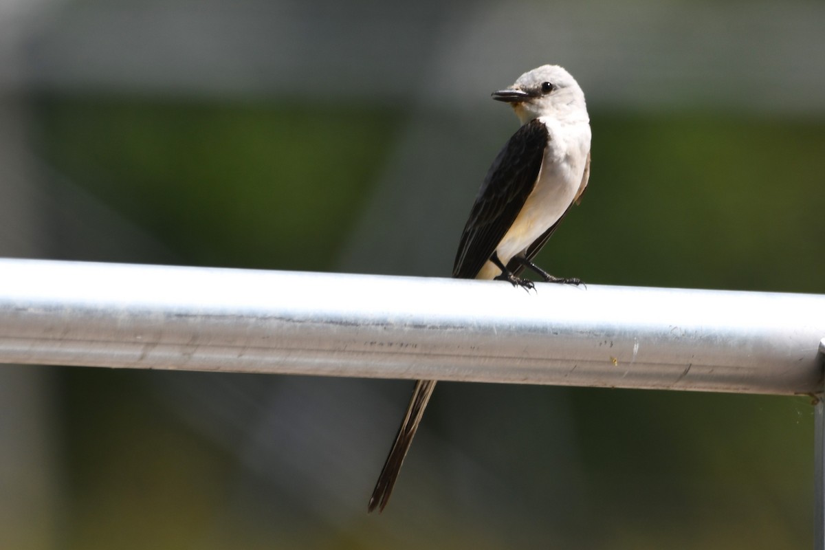 Scissor-tailed Flycatcher - ML620706431