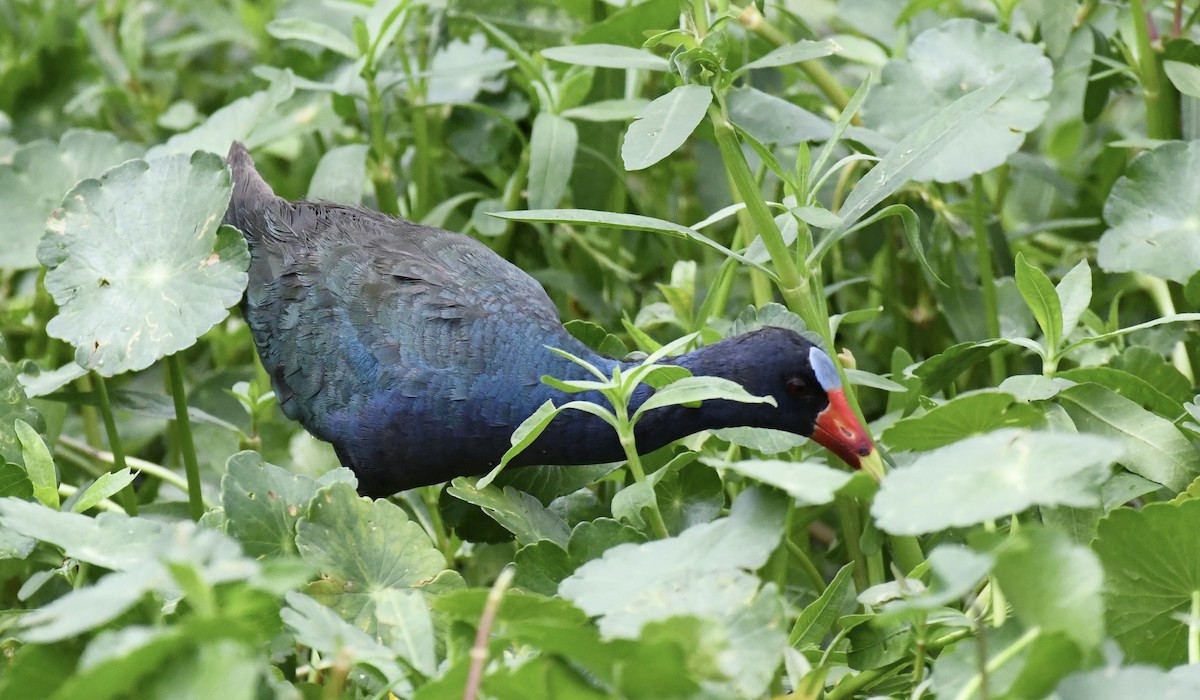 Purple Gallinule - ML620706433