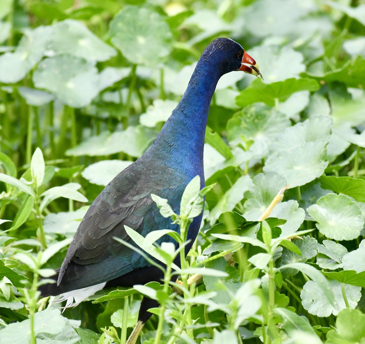 Purple Gallinule - Suzanne Zuckerman