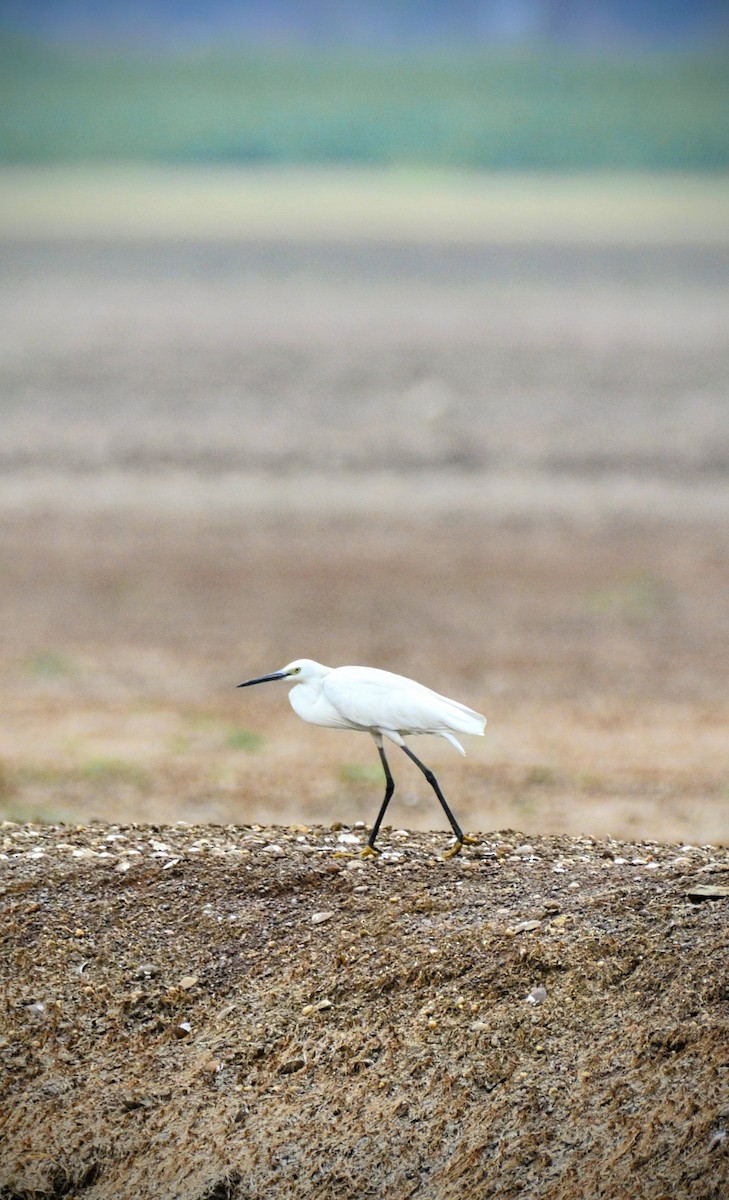 Little Egret - ML620706435