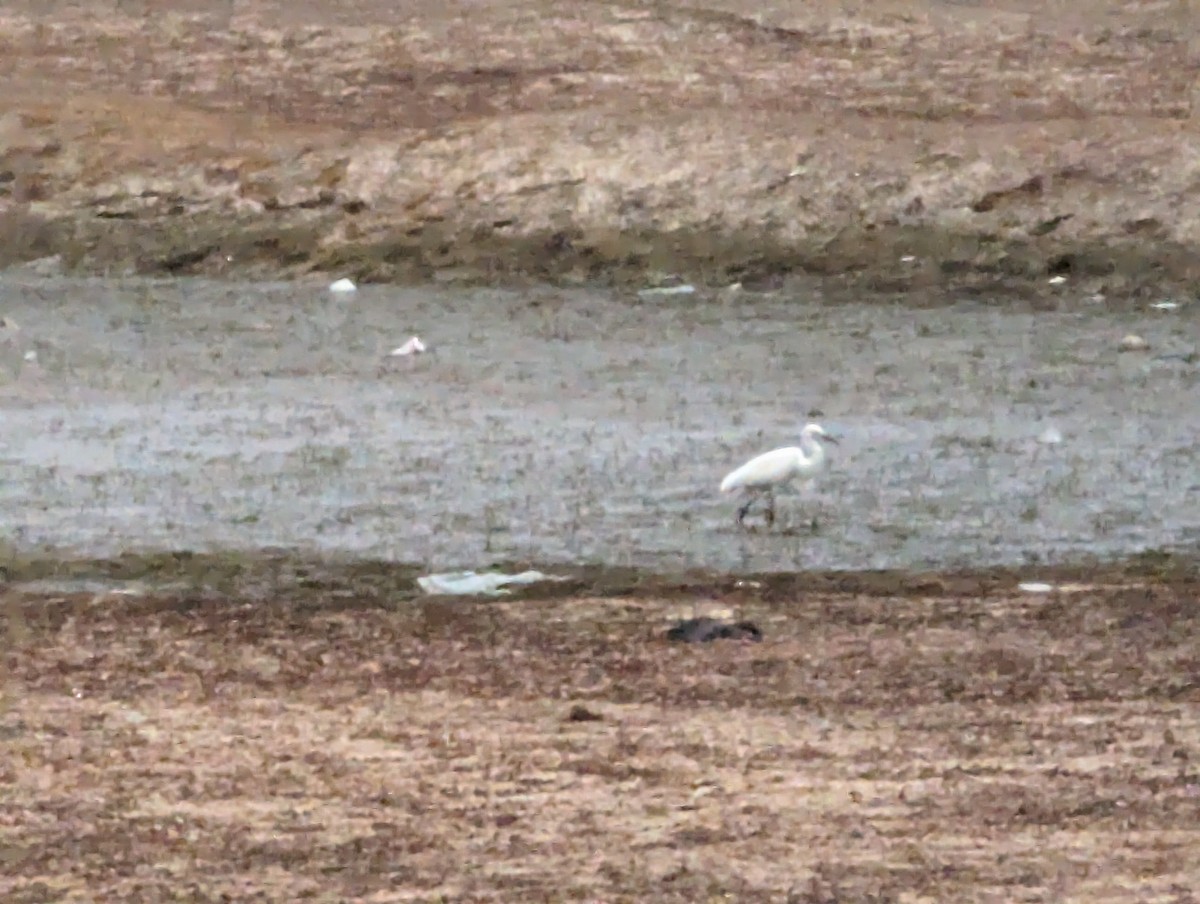 Little Egret - ML620706436