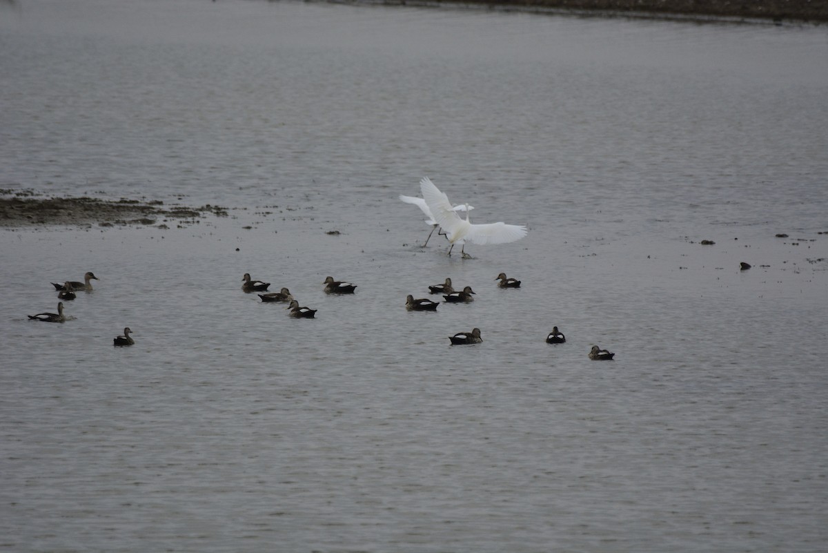 Little Egret - ML620706439