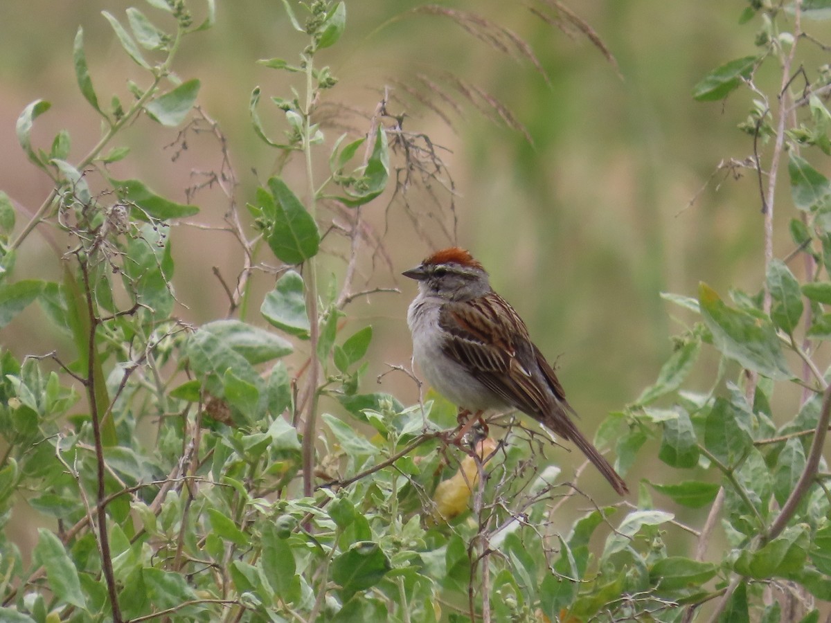 Chipping Sparrow - ML620706444