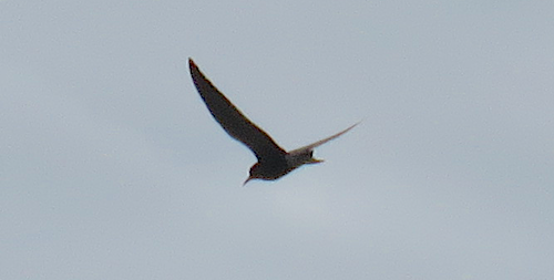 Black Tern - ML620706448