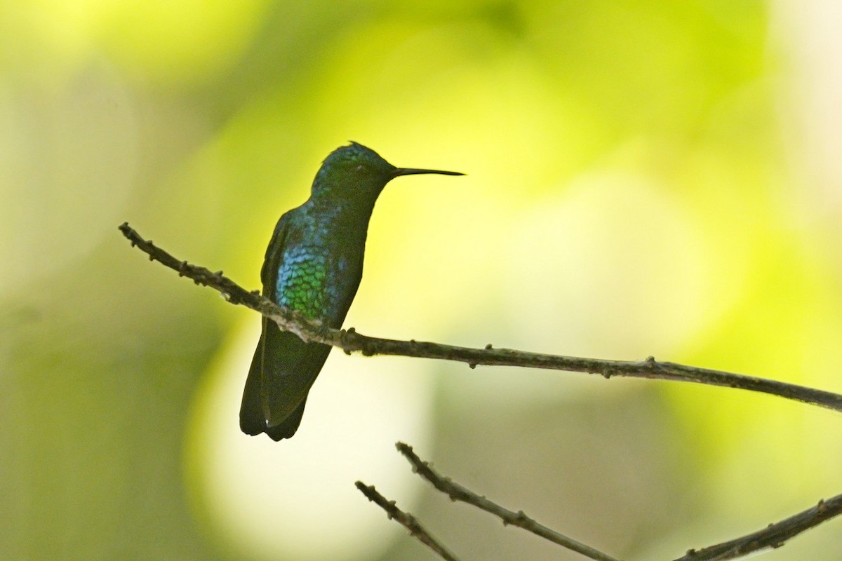 Blue-chinned Sapphire - ML620706449