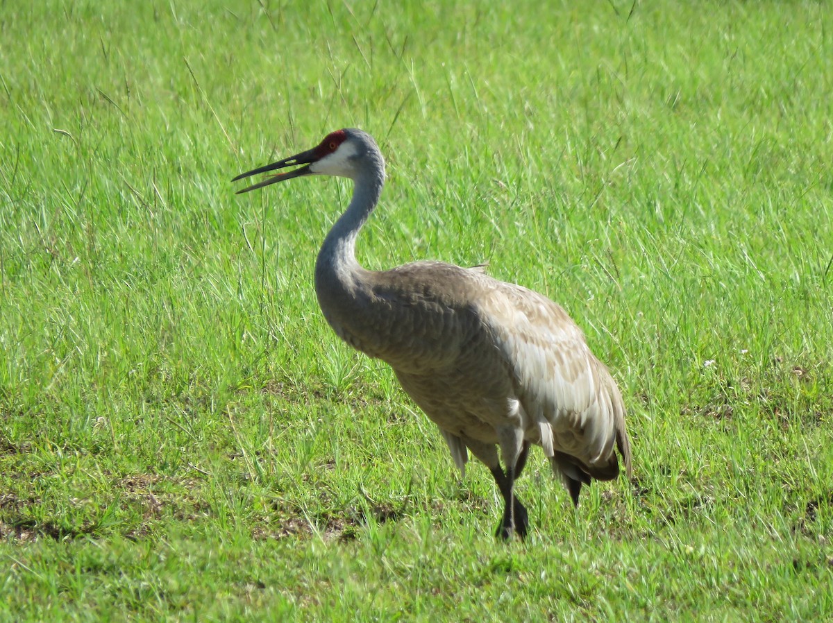 Sandhill Crane - ML620706450