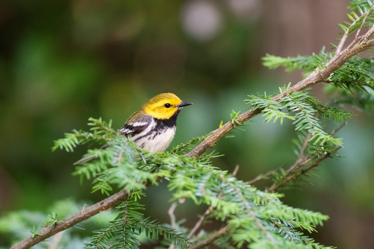 Black-throated Green Warbler - ML620706452