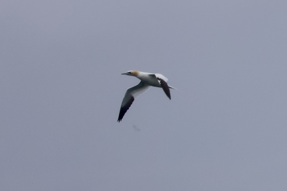 Northern Gannet - ML620706454