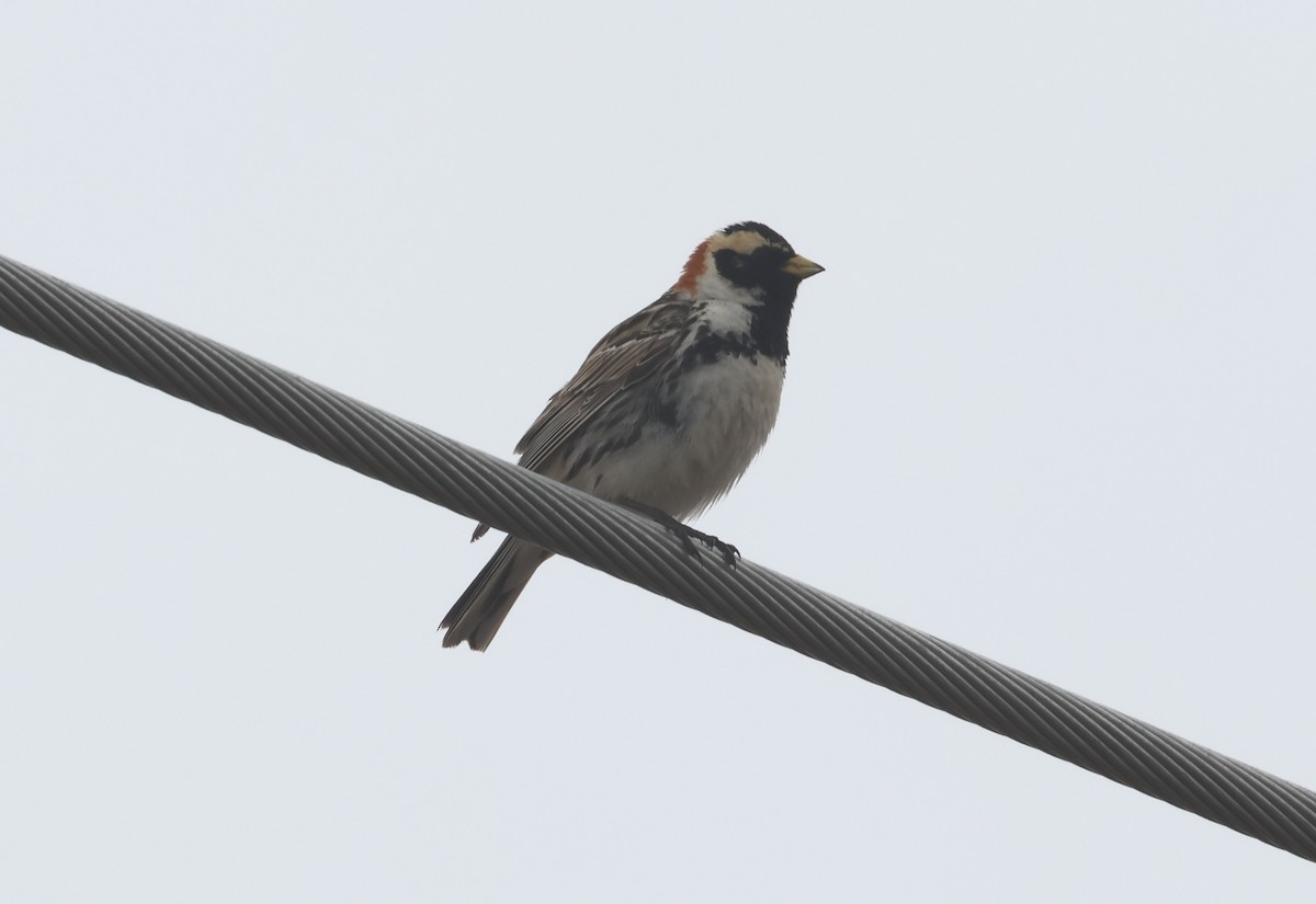 Lapland Longspur - ML620706457