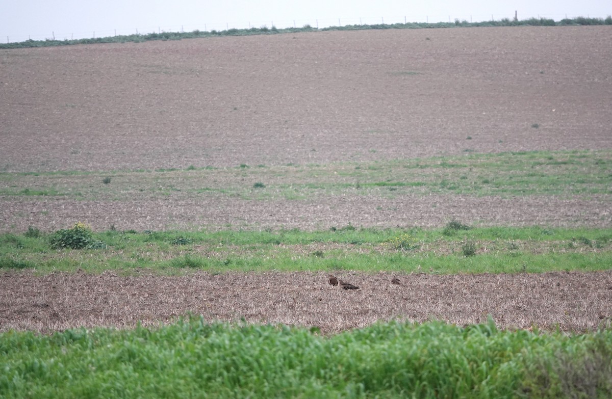 Black Kite - ML620706459