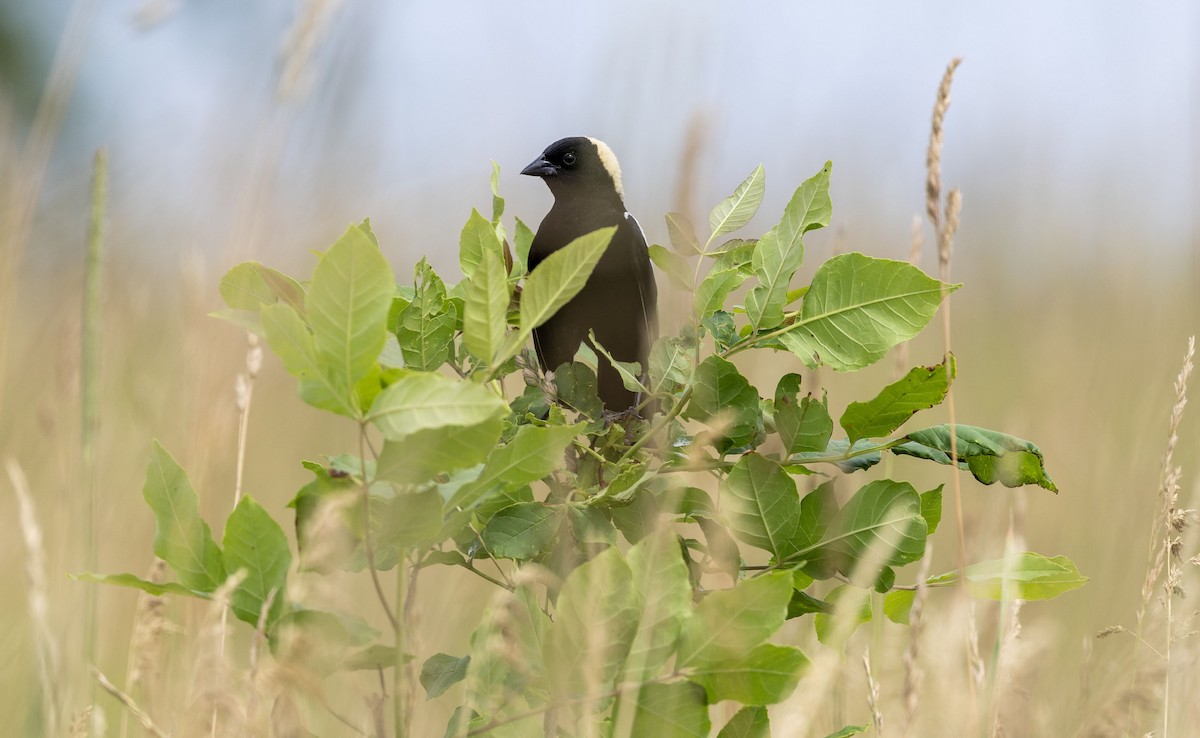 Bobolink - ML620706461