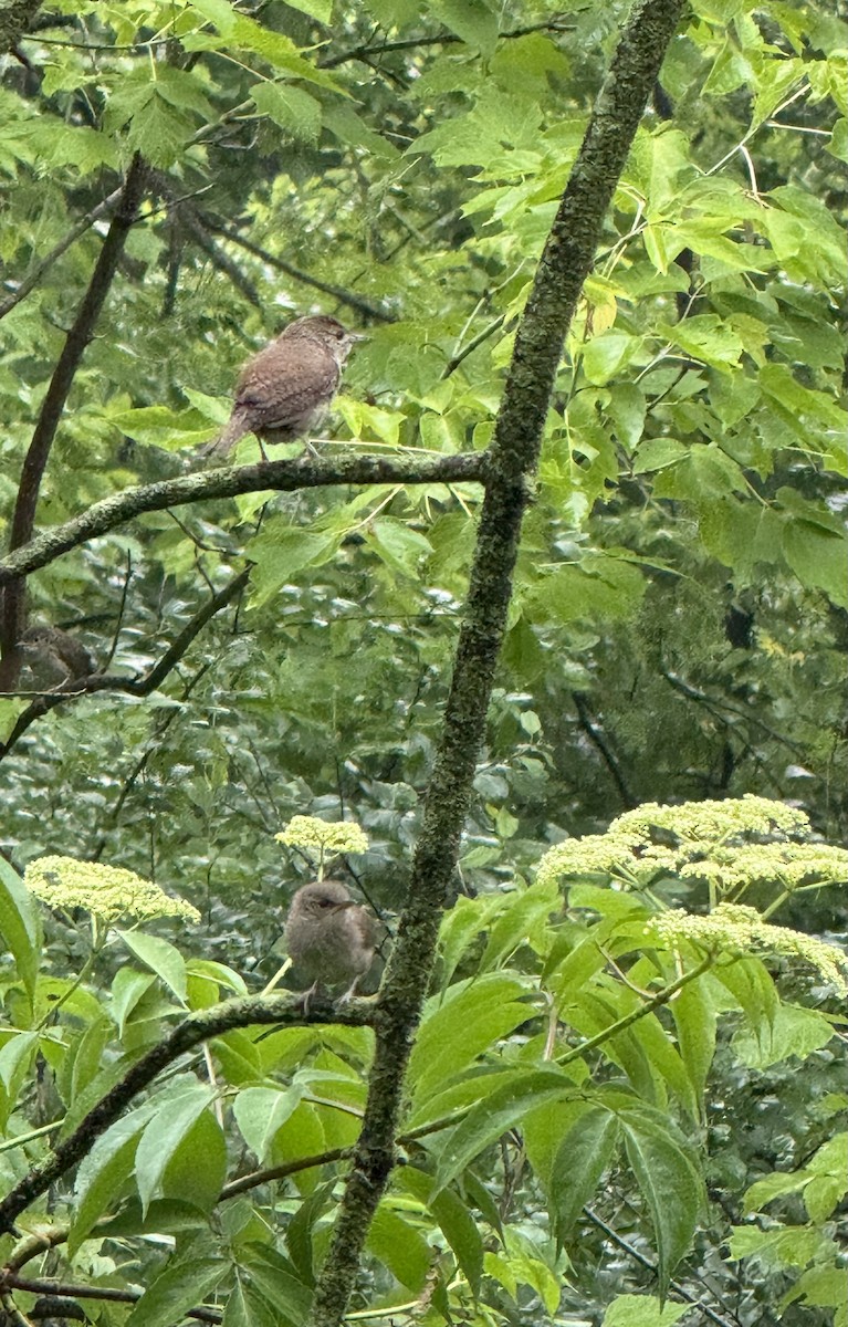 House Wren - ML620706462