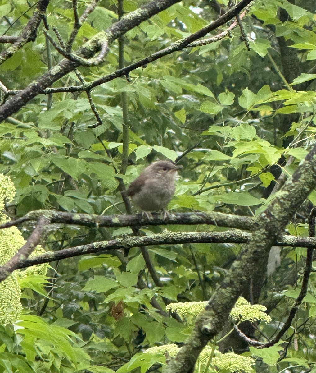 House Wren - ML620706463