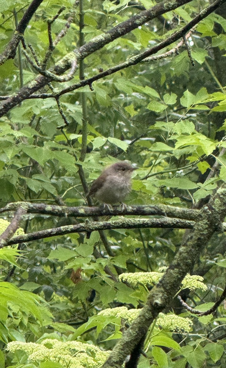 House Wren - ML620706464