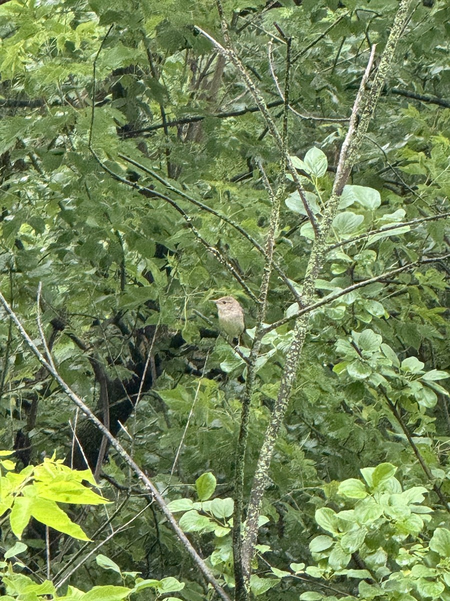 House Wren - ML620706465