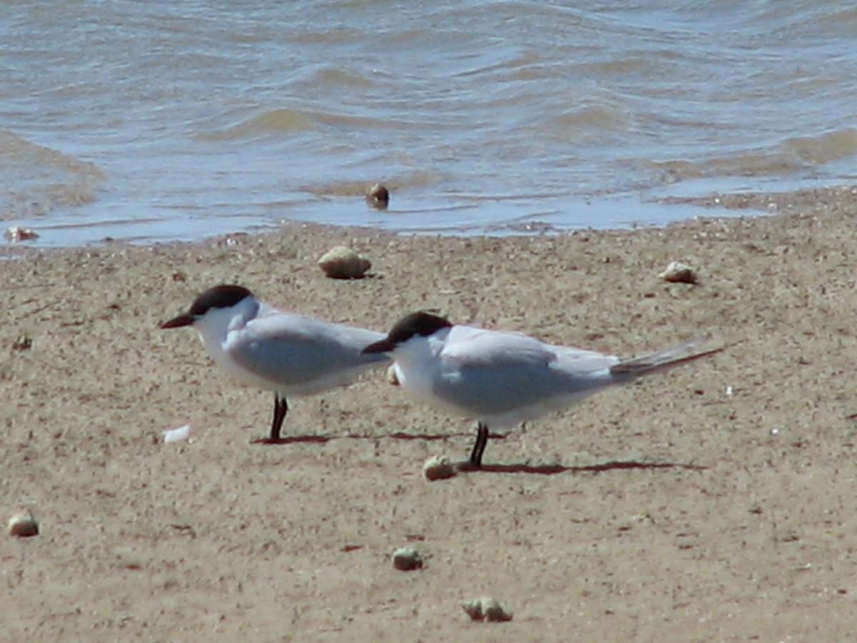 Gull-billed Tern - ML620706468