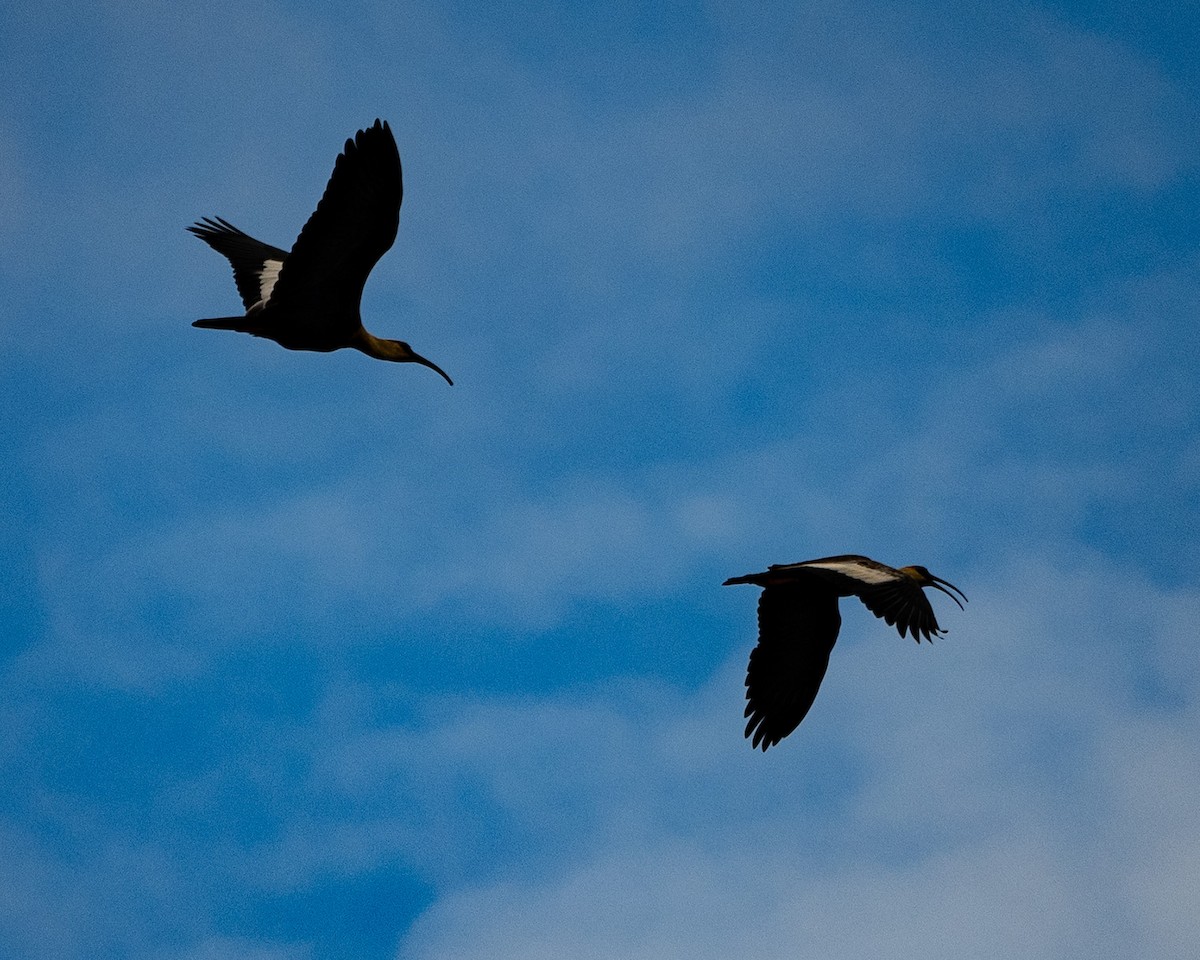 Bare-faced Ibis - Mike Yough