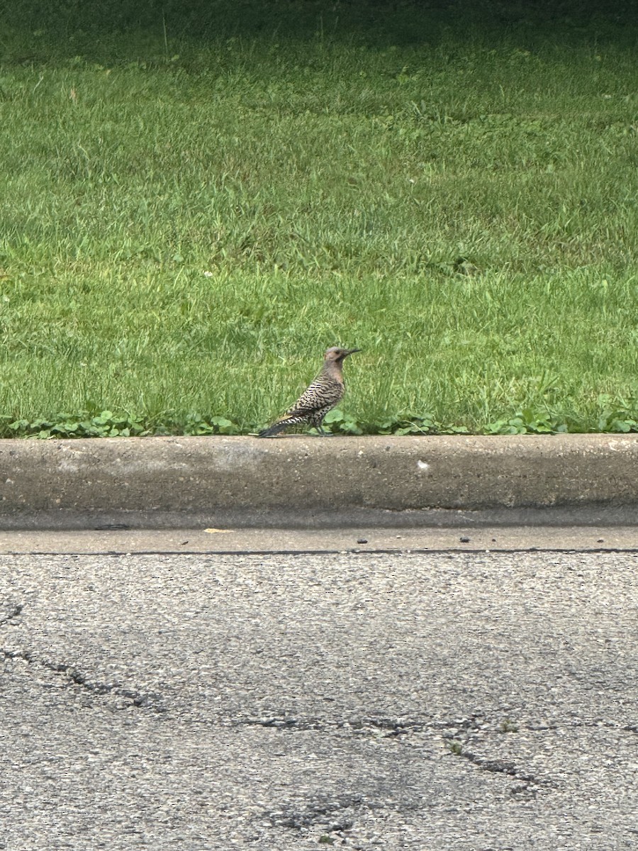 Northern Flicker - ML620706470