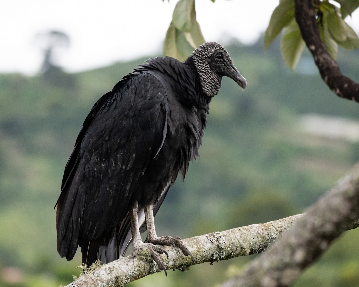 Black Vulture - ML620706474