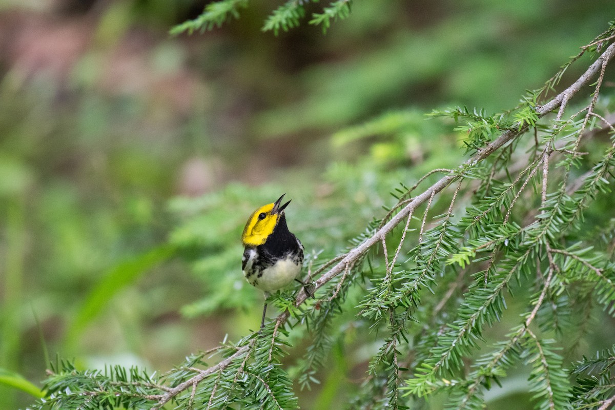 Black-throated Green Warbler - ML620706476