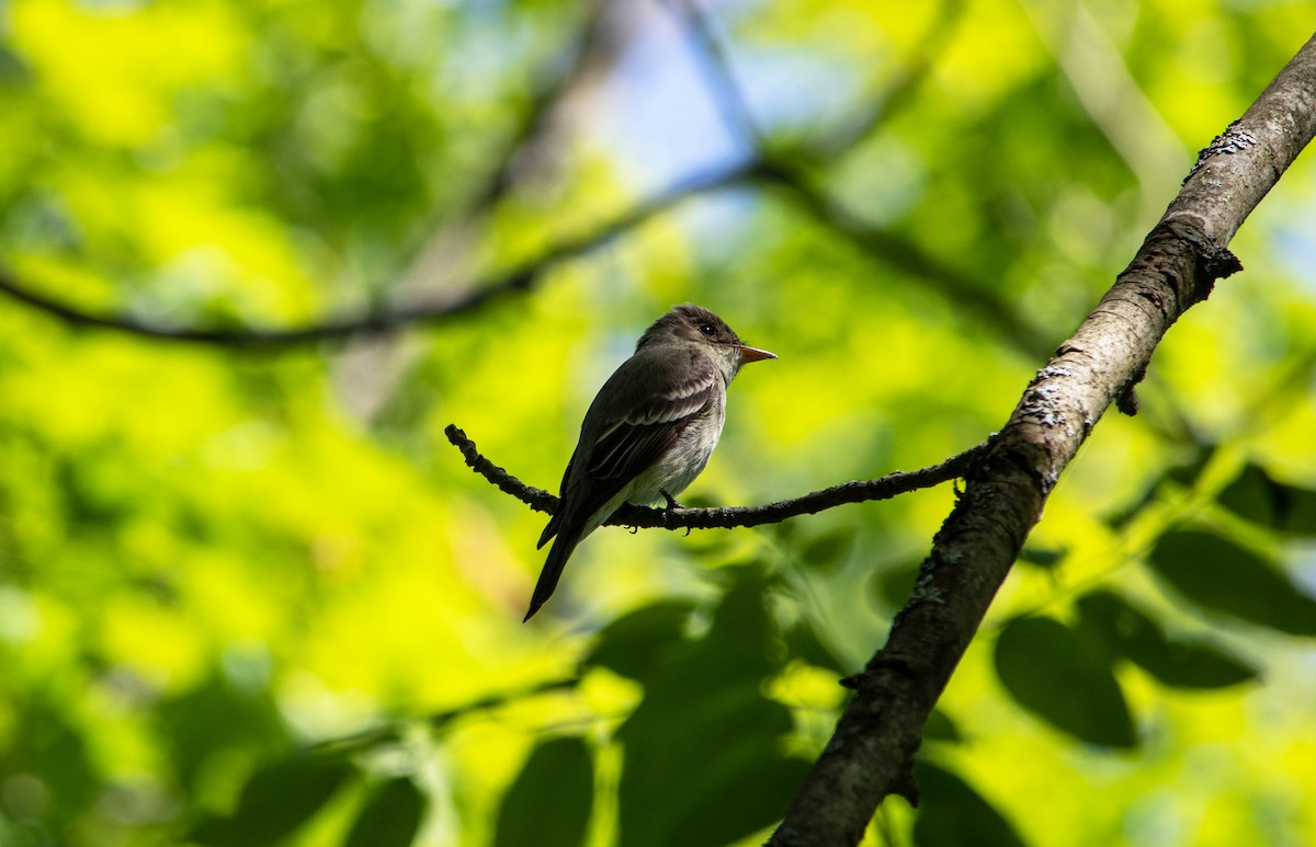 Eastern Wood-Pewee - ML620706477