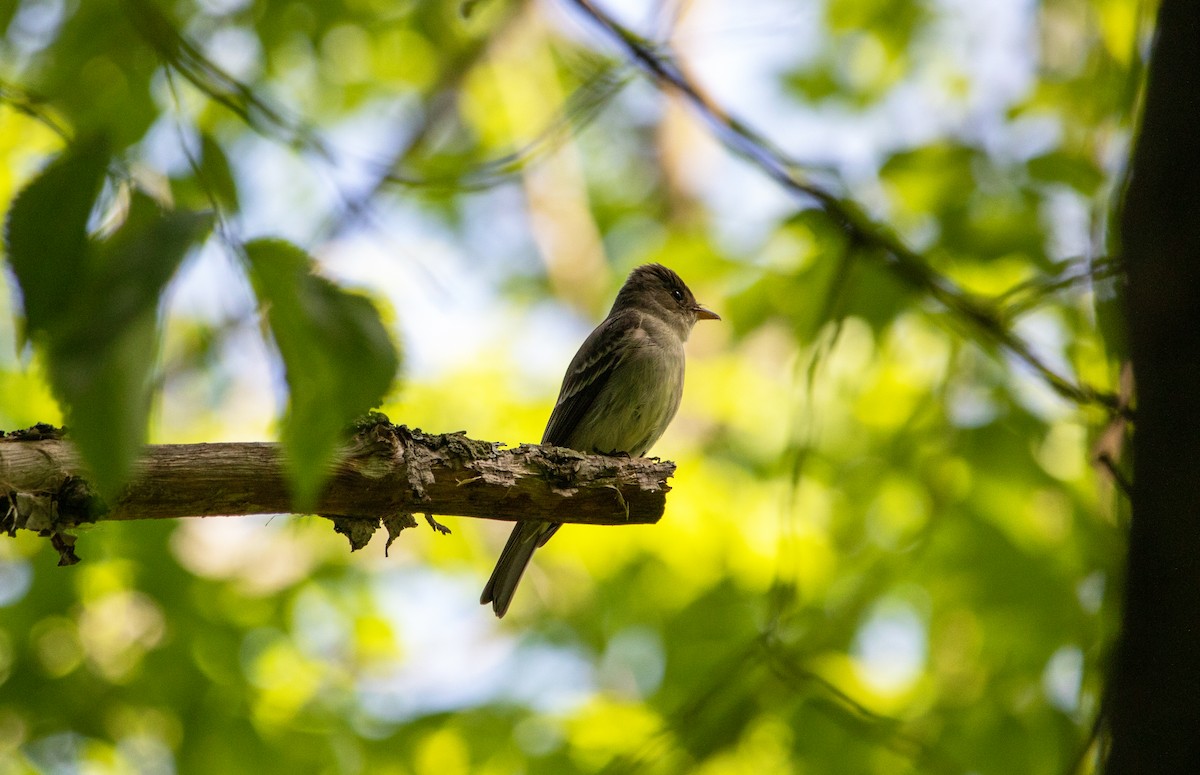 Eastern Wood-Pewee - ML620706478