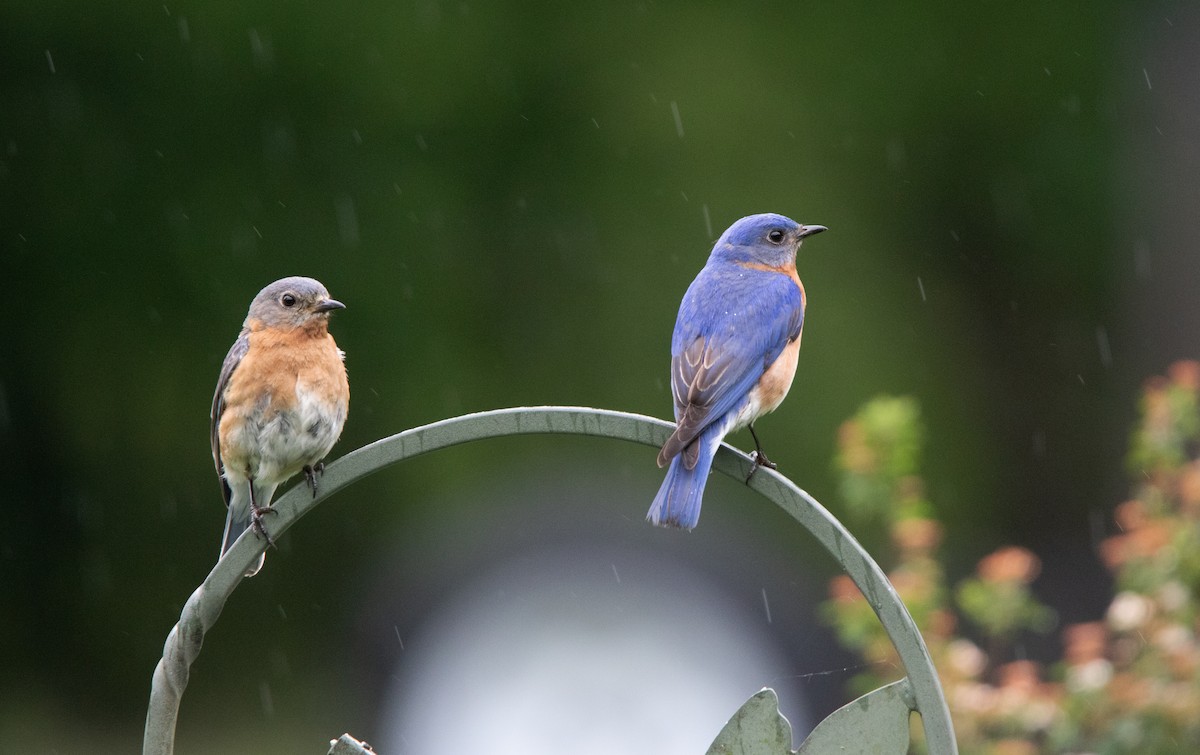 Eastern Bluebird - ML620706480