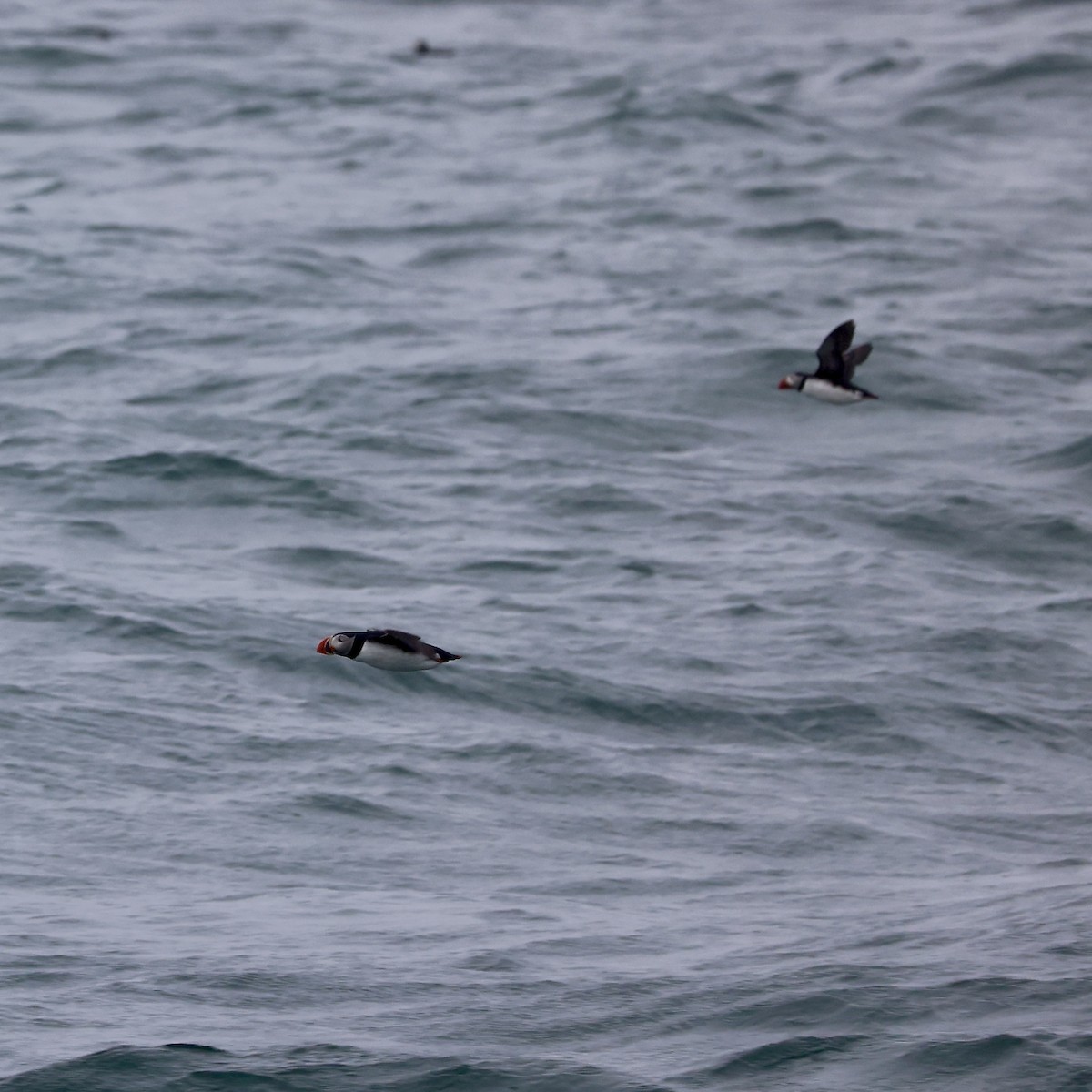 Atlantic Puffin - ML620706481