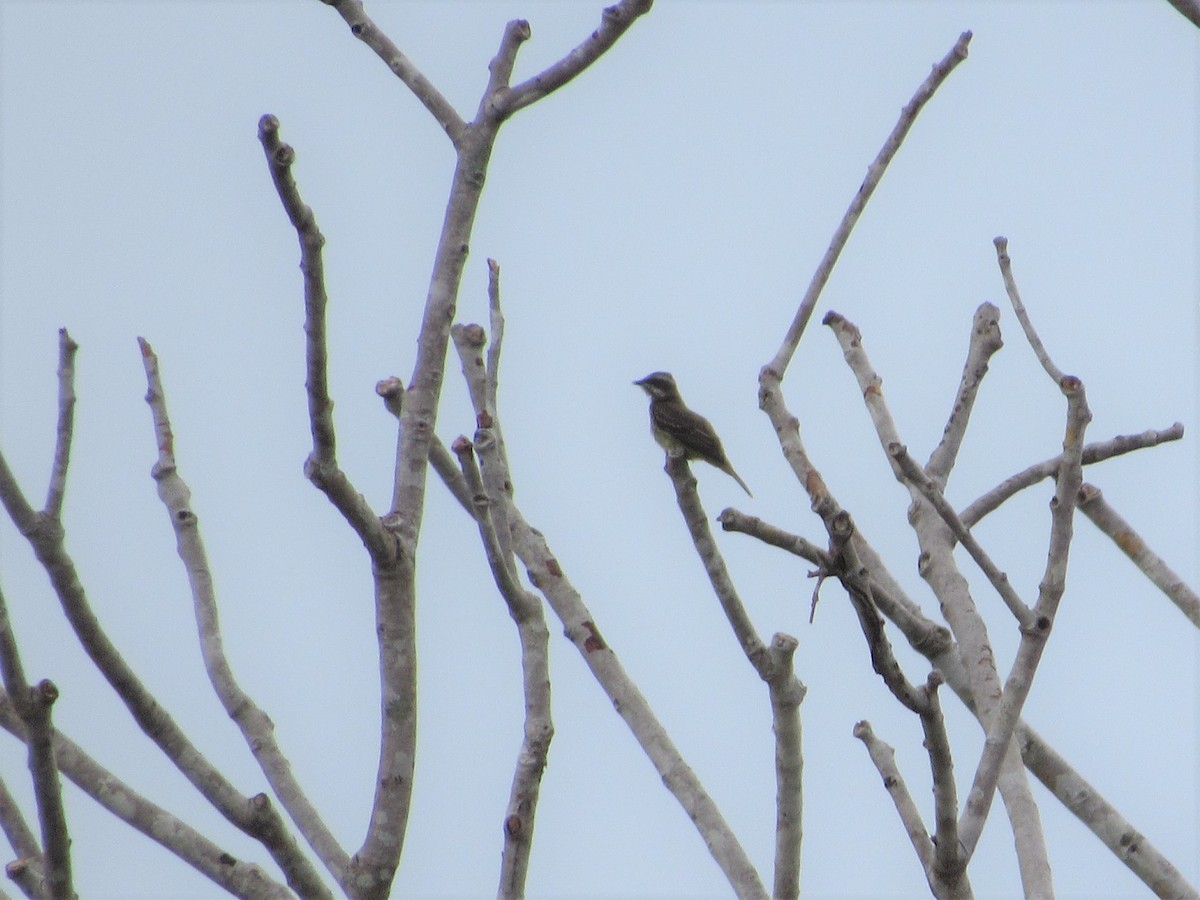 Piratic Flycatcher - ML620706482